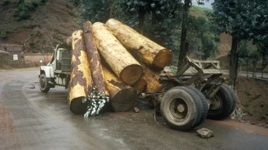 Who is responsible when logging trucks cause accidents?